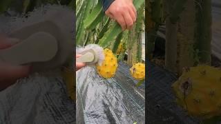 Cleaning process of yellow dragon fruit