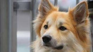 Icelandic Sheepdog