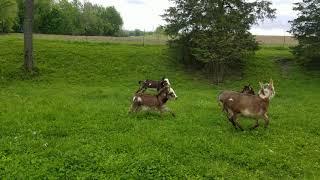 Micro Mini Donkeys Running & Playing in Pasture