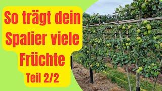 Spalierobst richtig schneiden Teil 2