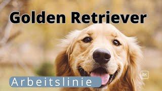 Golden Retriever: Showlinie vs. Arbeitslinie - Der ultimative Vergleich!