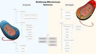 Mikrobiologie Einführung