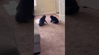 An organic fight  #cats #cat #shorts #reels #fyp #cute #mortal #kombat