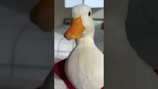 오리