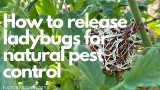 The ultimate garden pest control hack: ladybugs!
