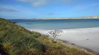 Фолклендські острови. Пінгвіни. Частина 13. Falkland islands. Penguins. Part 13.