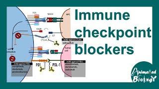 Immune checkpoint blockers | How checkpoint blockers work?  cancer therapy