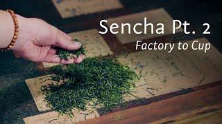 How Sencha is Made: Part 2 | Crafting this Classic Japanese Green Tea