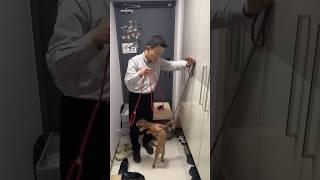 목줄하면 입질하는 강아지 행동교정법