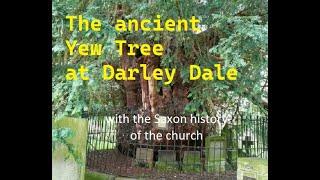 Darley Dale, Derbyshire, ancient Yew tree and Saxon history part 1- visits with amazing trees