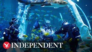 Scuba-diving couple take the plunge with tropical underwater wedding