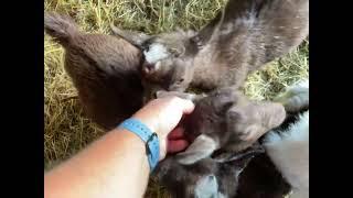 3 Pygmy Wethers