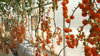 Hydroponic Farming in Pakistan-Huge harvest of Cherry tomatoes in a Climate Controlled Greenhouse