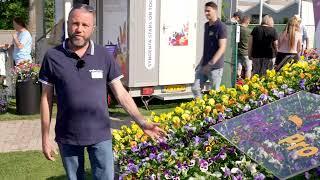 Pansy Delta Pro | Syngenta Flowers