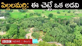 Pillalamarri: మొదలు ఎక్కడుందో తెలుసుకోలేనంతగా, మూడున్నర ఎకరాల్లో 700 ఏళ్లుగా పెరుగుతున్న మర్రిచెట్టు