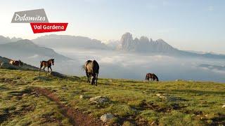 DOLOMITES Val Gardena - Summeremotions in the Dolomites