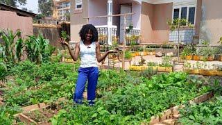 A Highly productive Small Scale Urban Garden/ Backyard Gardening./ Growing Vegetables.