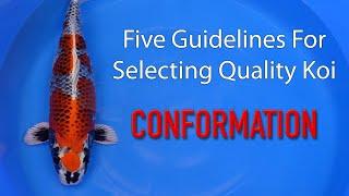 5 Guidelines to Selecting Quality Koi - Conformation