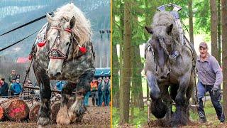 The Strongest Horses In the World. Draft Horses !!!