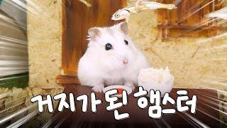 Making curious hamster snacks with anchovies