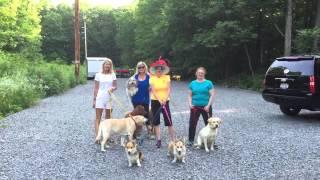 Dog Lovers Unite for Susan Halstead