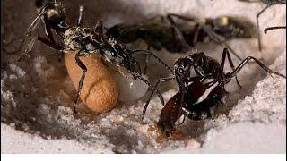 Texas sized ants, Neoponera Villosa from south Texas.