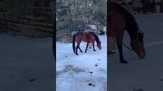 ik i look like a rat don’t judge #horsegirl #mule #roadtrip #arizona #westernhorse #snow #minivlog