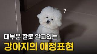 이게 애정표현이라고? 강아지가 주인을 사랑한다는 신호 5가지