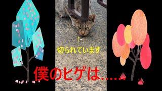 なっしー①　猫食堂に来る猫たちが抱えた困り事