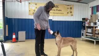 Scent Work Pre-Training - Three Foundation Exercises to Help Teach a Passive Indication