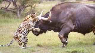 Which Is Harder: Teeth or Horns?#zoon#Wild animal#Animal wars#Animal world#ox#leopard