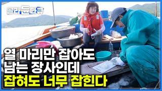 하루 열 마리만 잡아도 남는 장사인데 던지면 덥석덥석 물어버리는 놈 덕분에 잡혀도 너무 잡힌다ㅣ여름만 골라서 반짝 등장하는 귀한 몸, 갯장어ㅣ여름 보양식ㅣ한국기행ㅣ#골라듄다큐