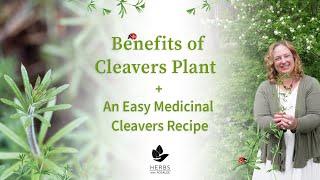 Benefits of Cleavers Plant | A Weed You Can Eat + Cleavers Recipe