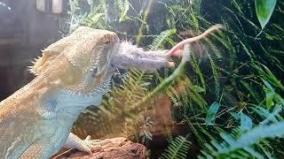 Bearded Dragon vs Mouse