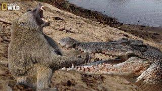 National Geographic Documentary - Fight of crocodiles and baboon - Wild