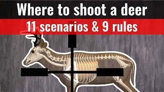 where to shoot a deer - 11 shot placement charts (where to aim)