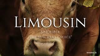 Limousin cattle | The Butcher's choice