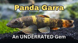 Panda Garra: Fish Feature ep.6