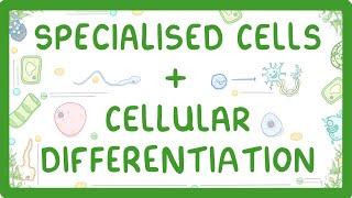 GCSE Biology - Differentiation and Specialised Cells #10