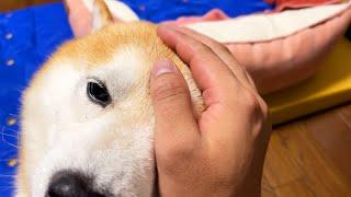 When Shibe's napping spot is about to be identified, he rushes in to thwart the investigation.