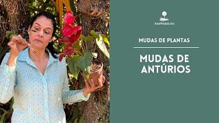 MUDAS DE PLANTAS: Como fazer mudas de Antúrio?