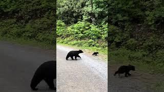 Cades Cove Bear with cub