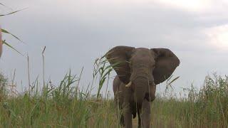 Elephant Hunting in the Caprivi