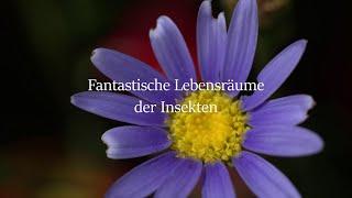 Fantastische Lebensräume der Insekten