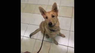 Dog Training Now Video