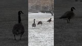 Geese waiting for more snow to make a snowgoose#shortsvideo #shortvideo #shorts #short #animals