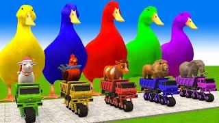 5 Giant Duck Cartoon,Cow,chicken,Elephant,Lion,Sheep Paint Wild Animals Crossing Fountain Animation