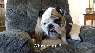 Reuben the Bulldog: Quarantine Moments