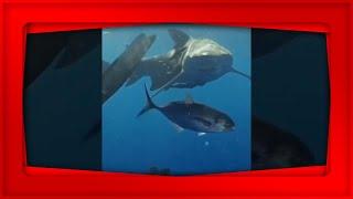 UNDER WATER WORLD #redsea @Danny Ocean #seaworld @Underwater Tori Shorts