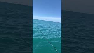 Рыбалка в Сочи. Никто не сорвался. #рыбалка #морскаярыбалка #fishing #fish #море #рыба #сочи